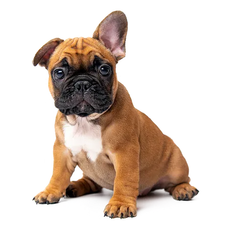 A brown pug looking straight ahead